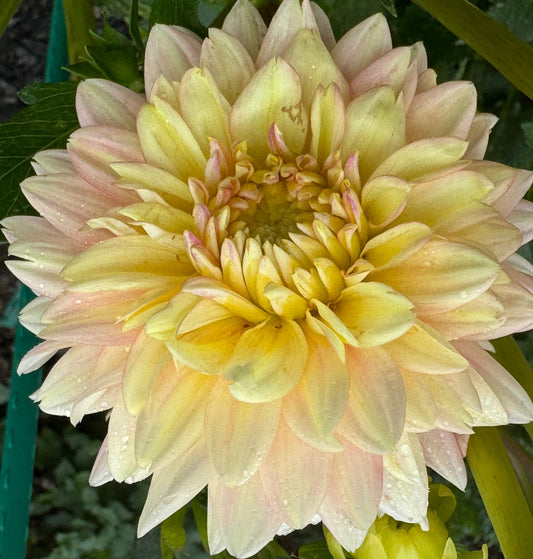 Sheer Heaven Dahlia