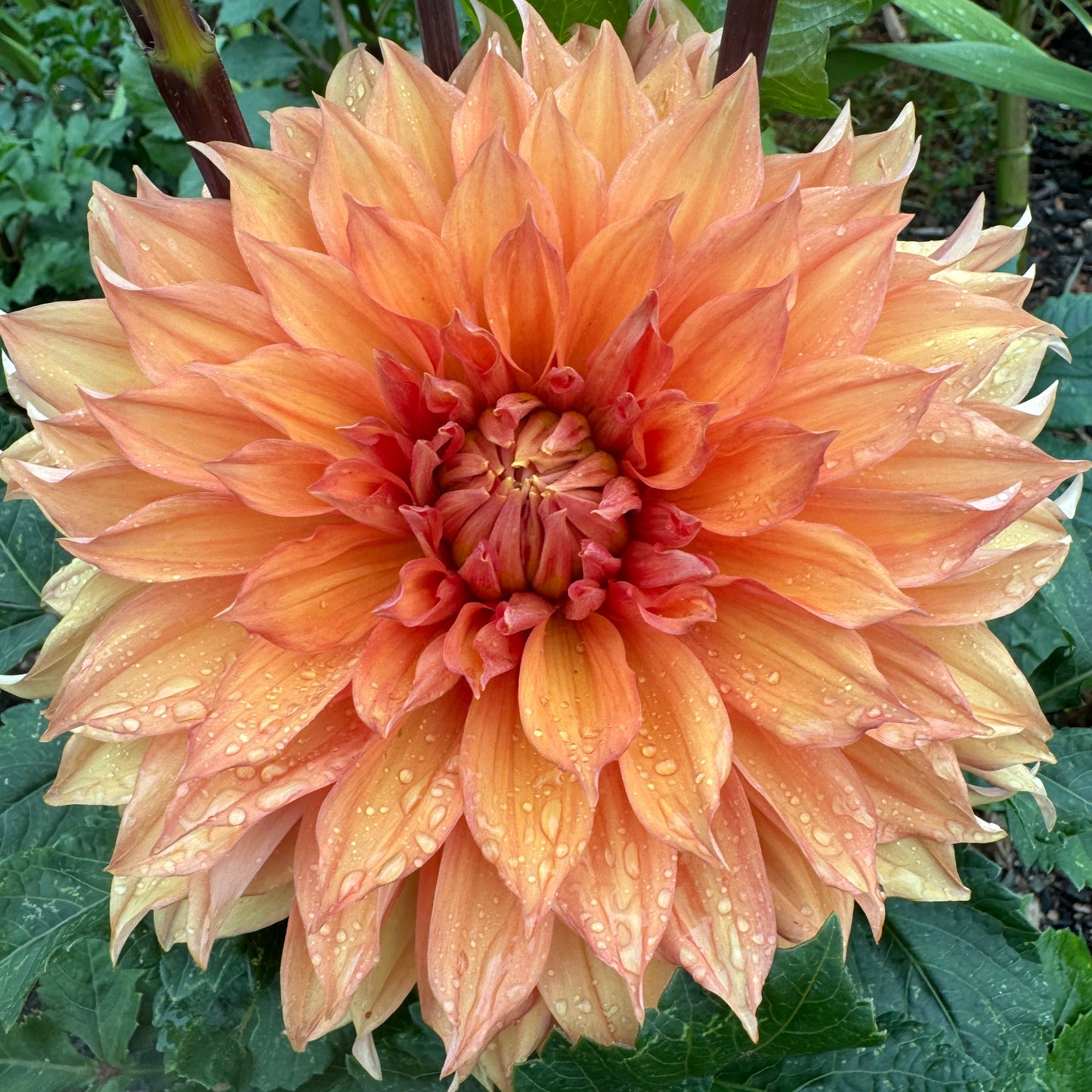 Hamari Gold Dahlia