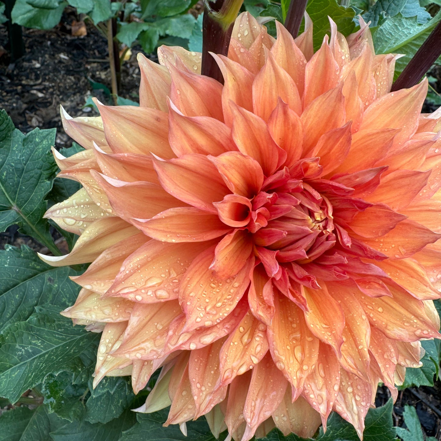 Hamari Gold Dahlia