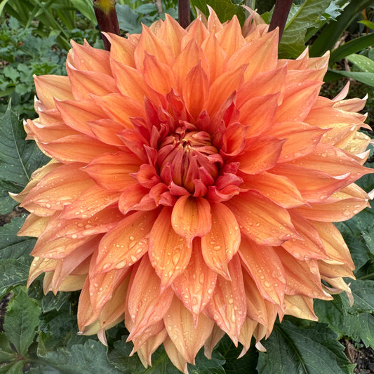 Hamari Gold Dahlia