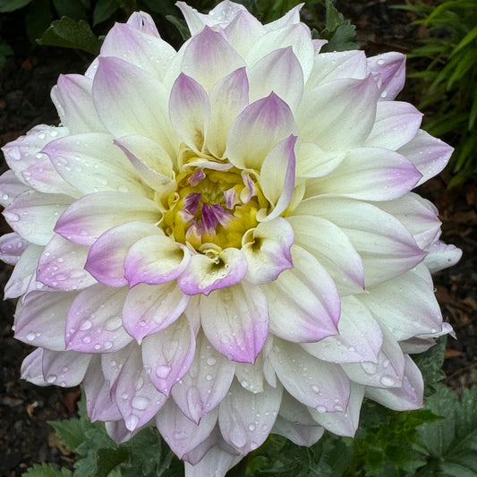 Michele Violet Dahlia