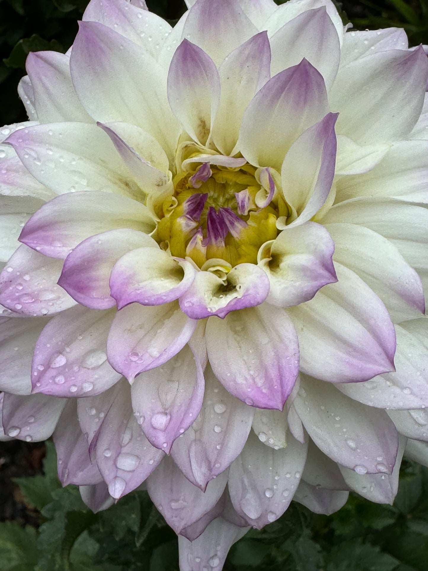 Michele Violet Dahlia