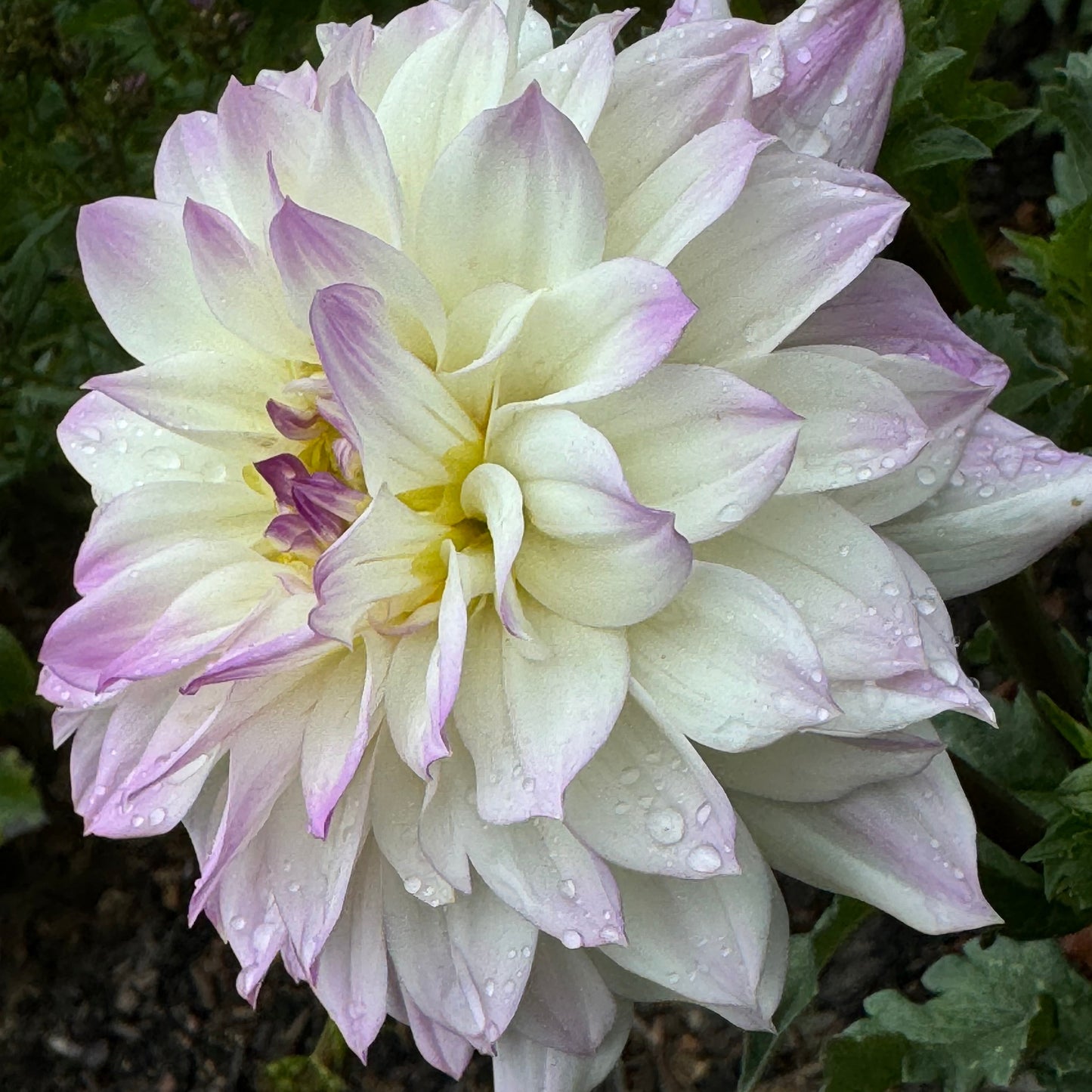 Michele Violet Dahlia