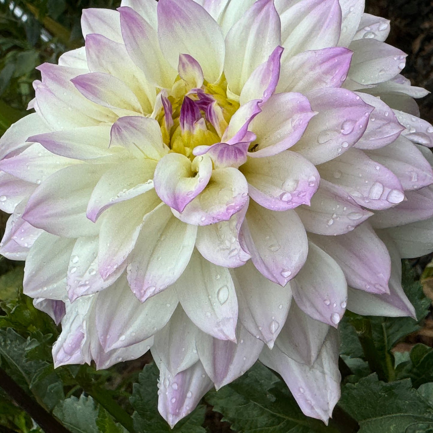 Michele Violet Dahlia