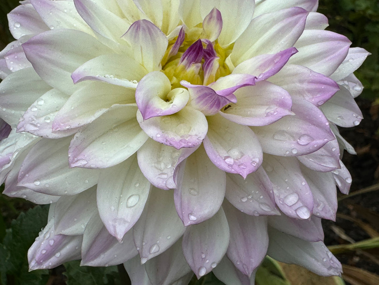 Michele Violet Dahlia