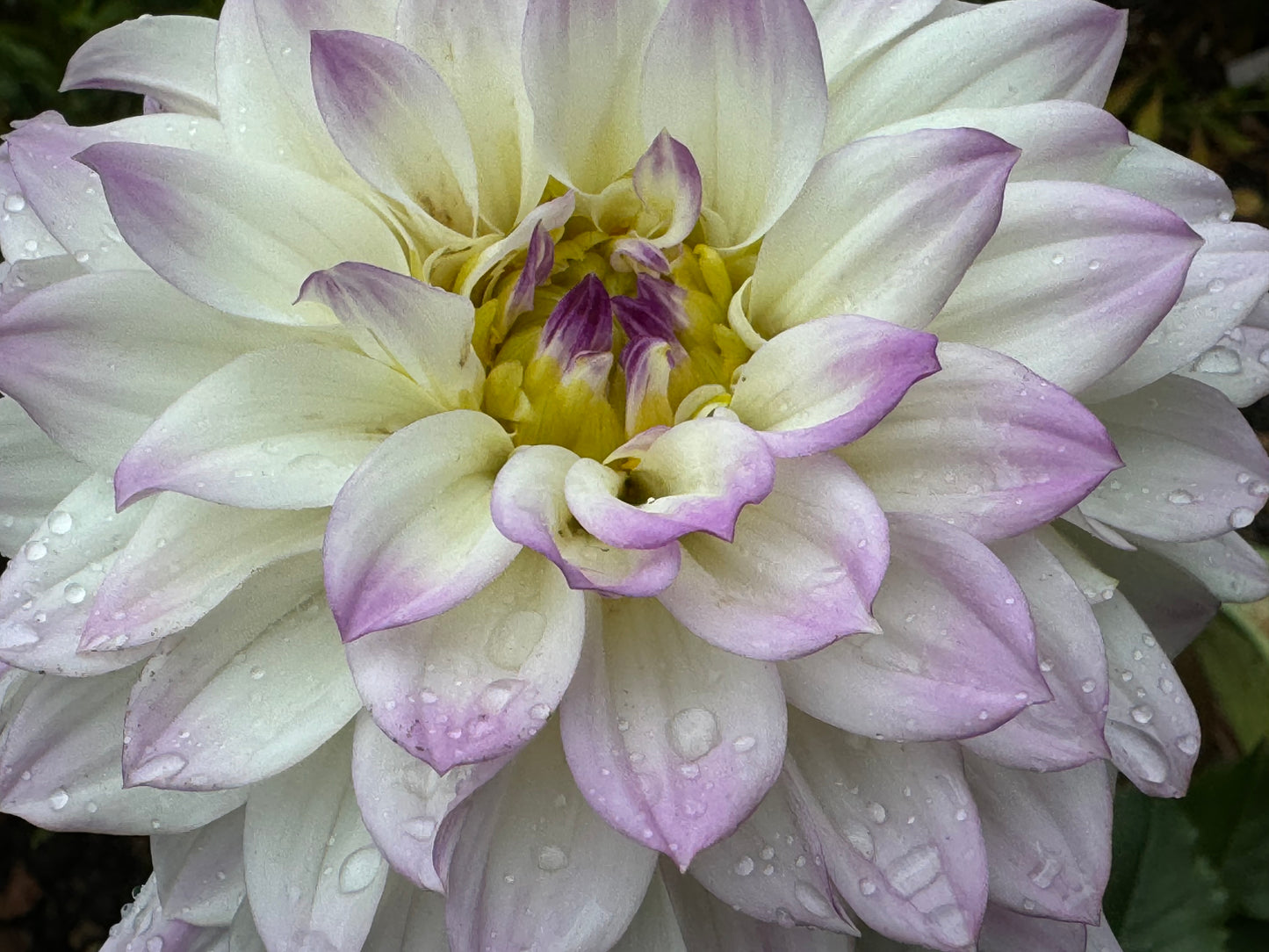 Michele Violet Dahlia