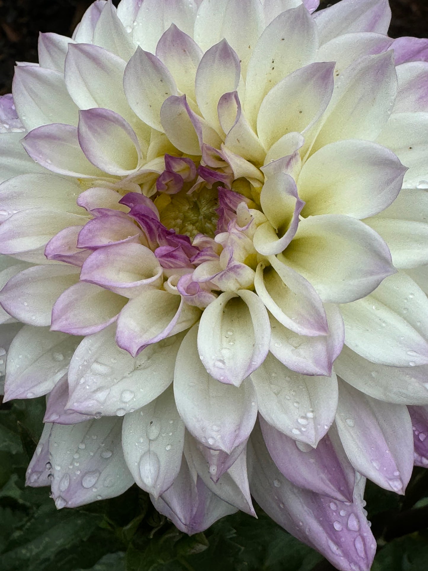 Michele Violet Dahlia