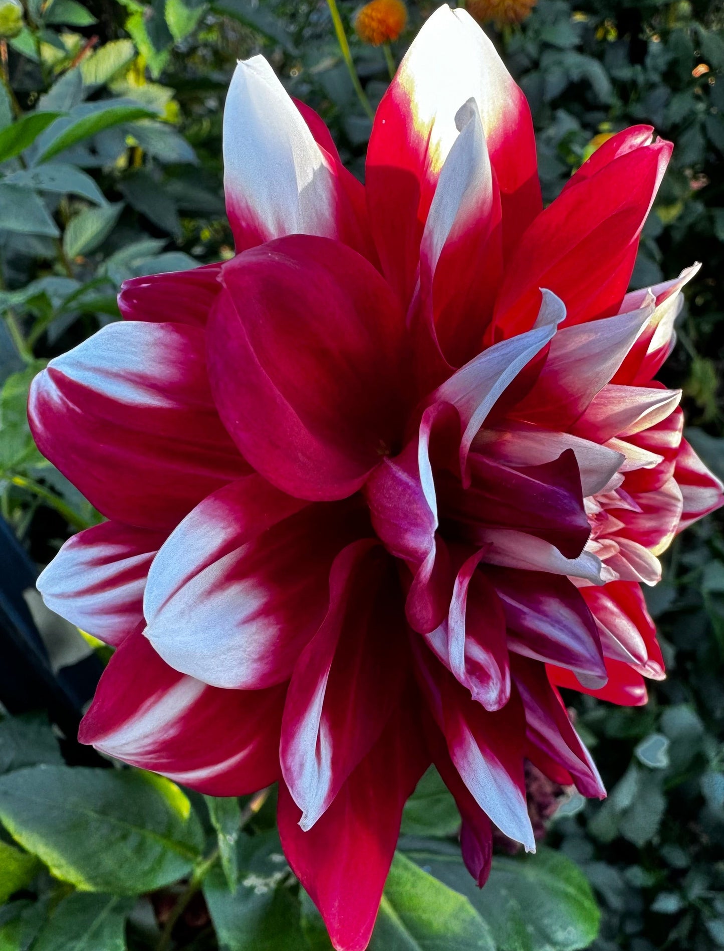 Mystery Day Dahlia