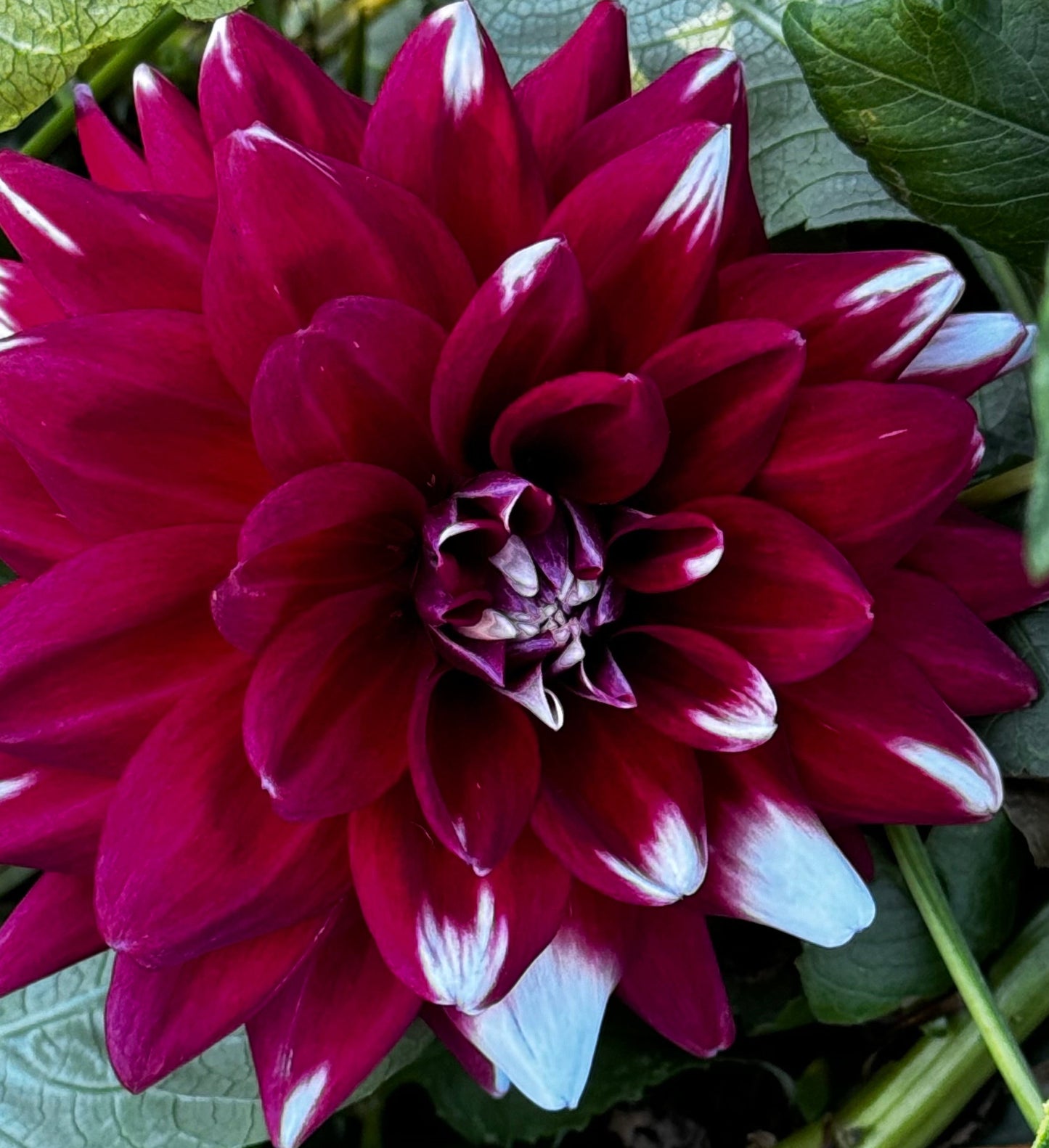 Mystery Day Dahlia