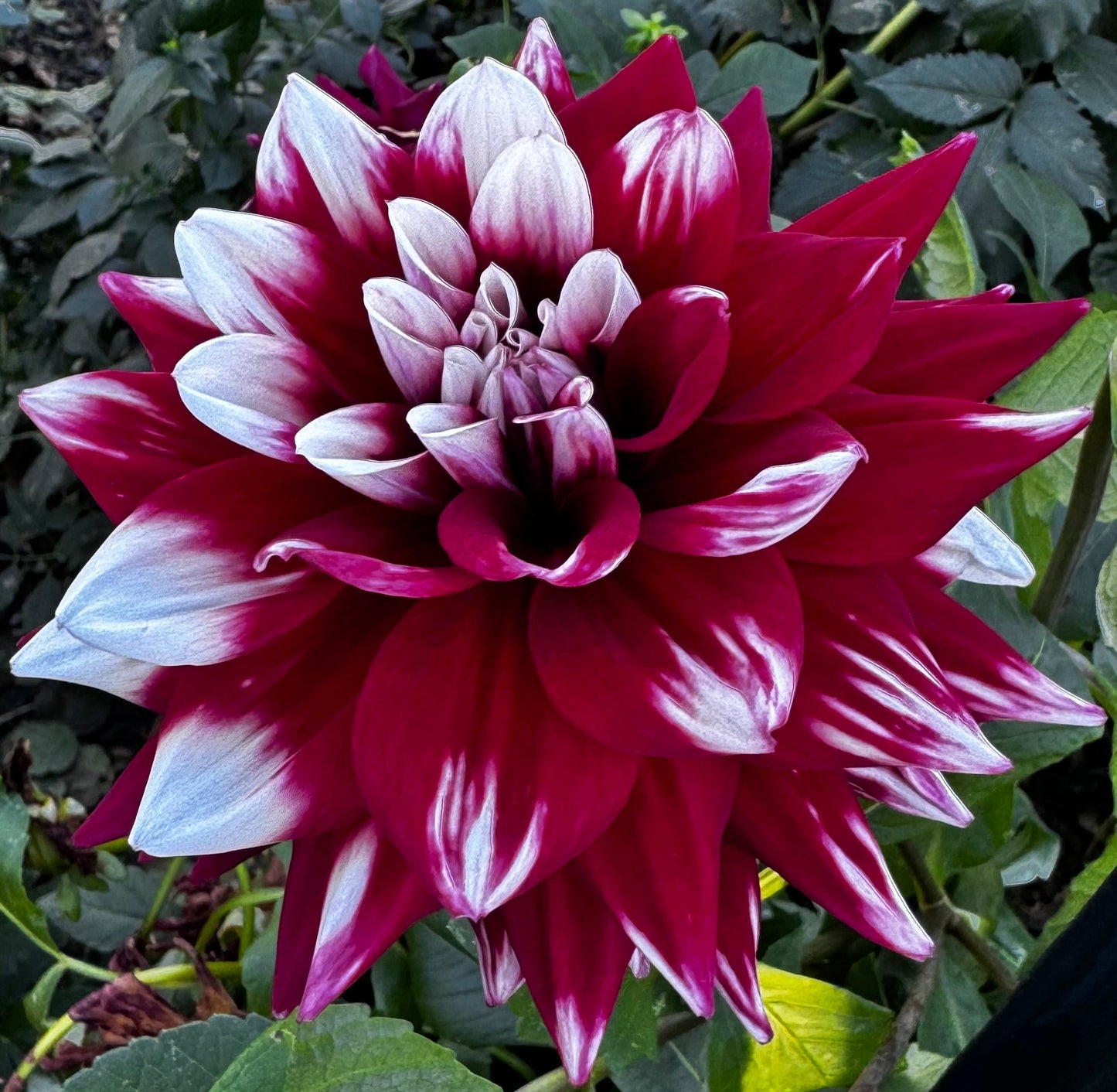 Mystery Day Dahlia