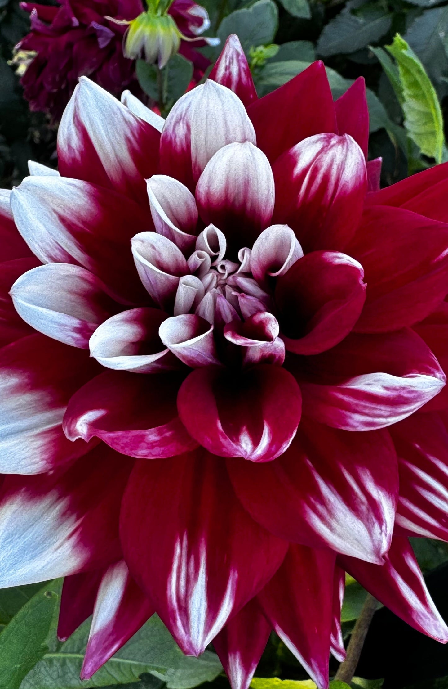 Mystery Day Dahlia