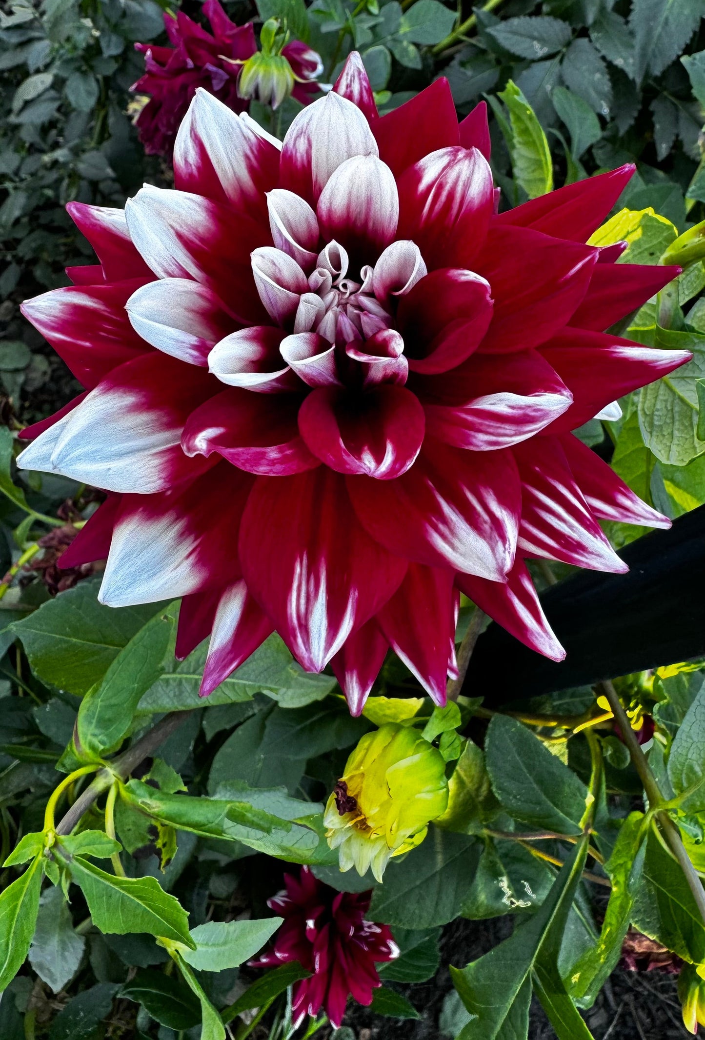 Mystery Day Dahlia