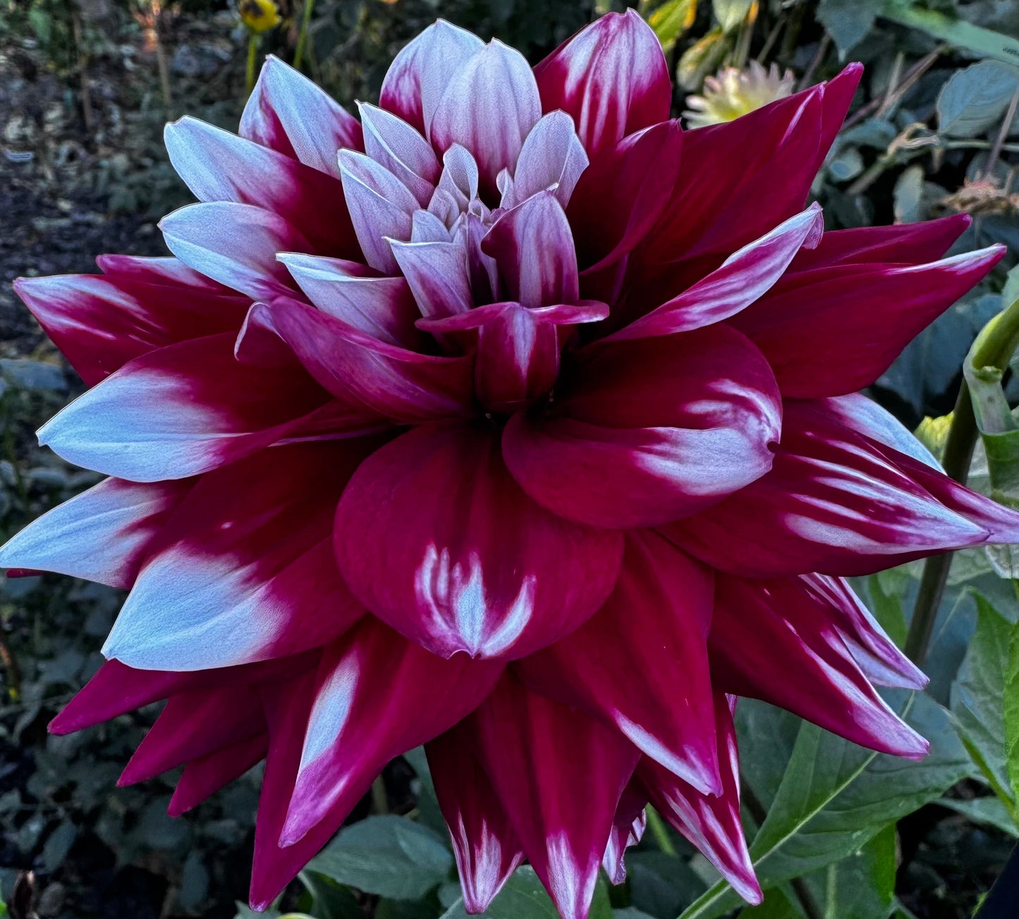 Mystery Day Dahlia