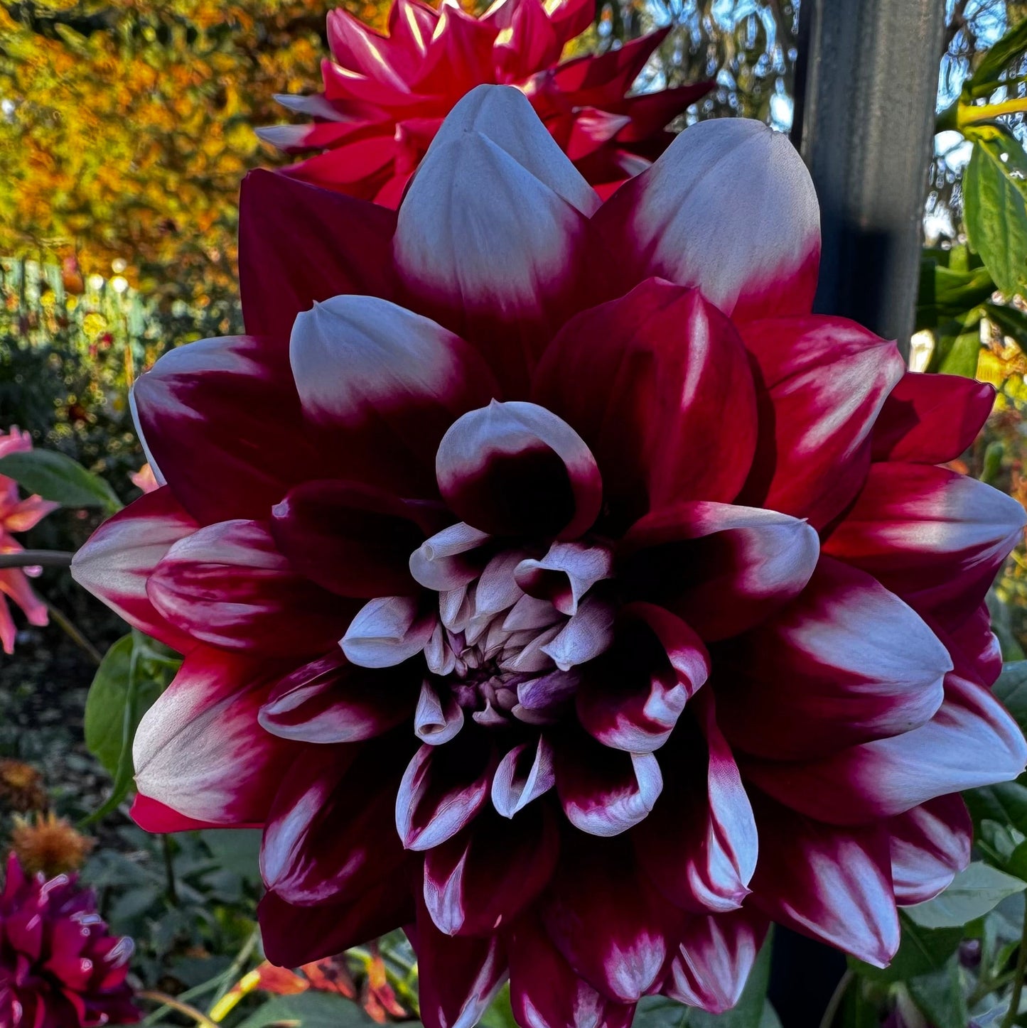 Mystery Day Dahlia