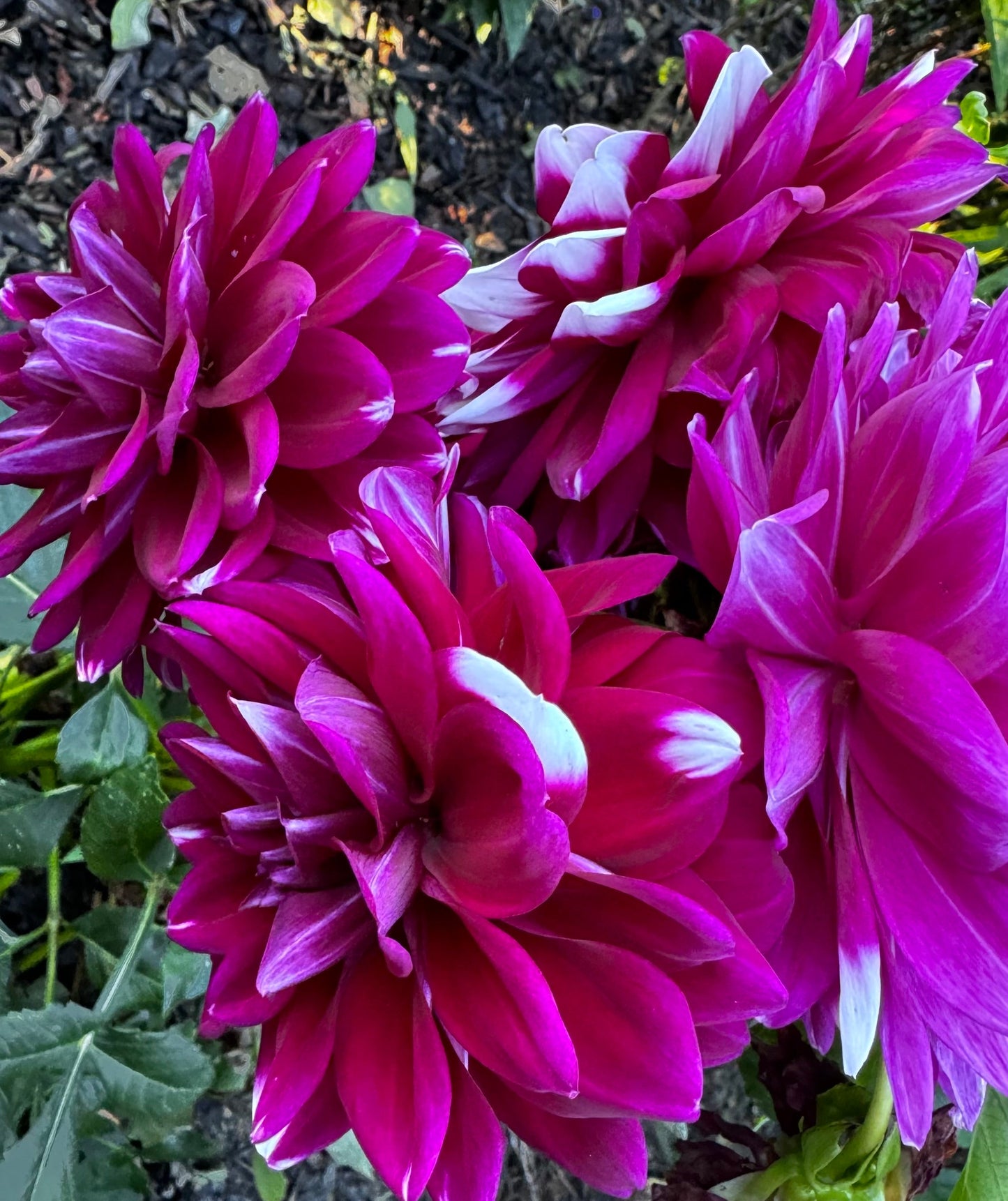 Mystery Day Dahlia