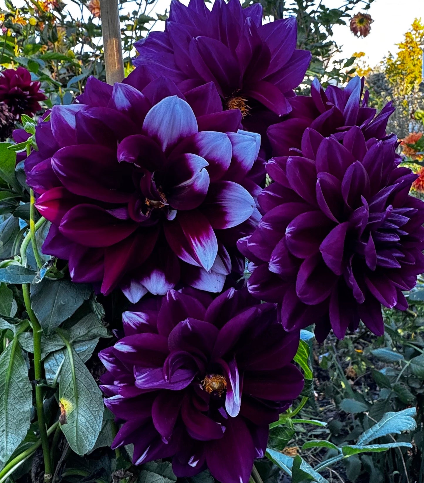 Mystery Day Dahlia