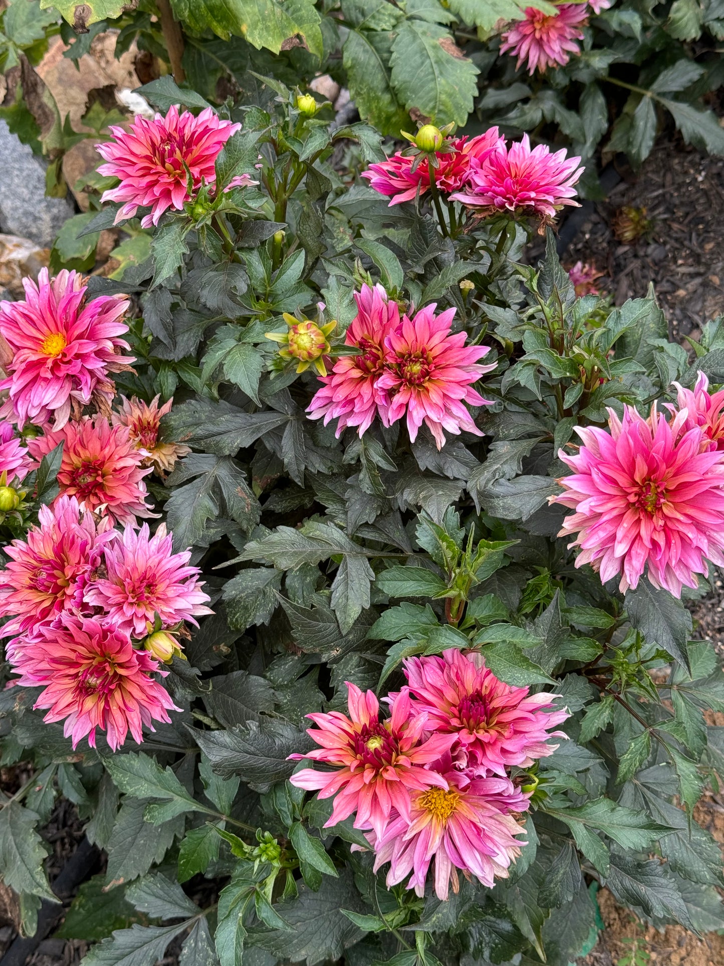 Gallery Art Deco Dahlia