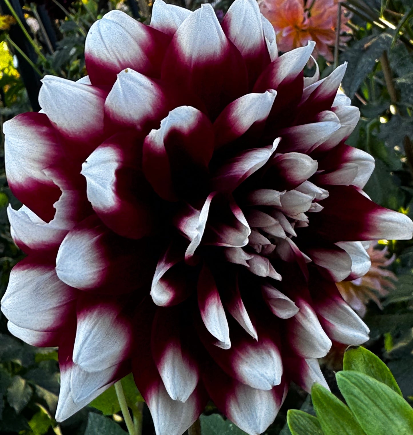 Mystery Day Dahlia