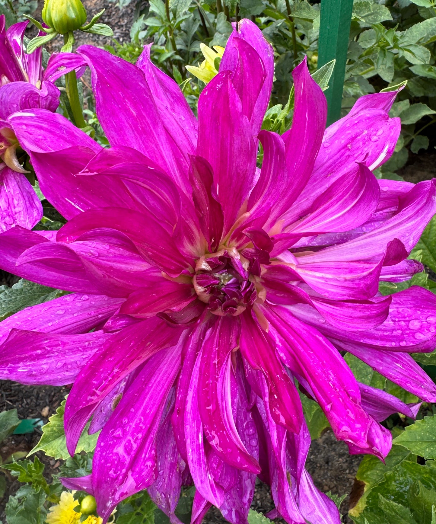 Purple Taiheijo Dahlia