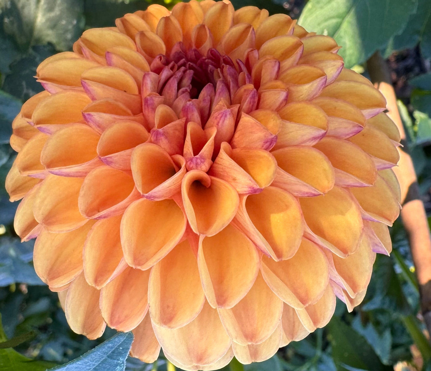 Valley Rust Bucket Dahlia