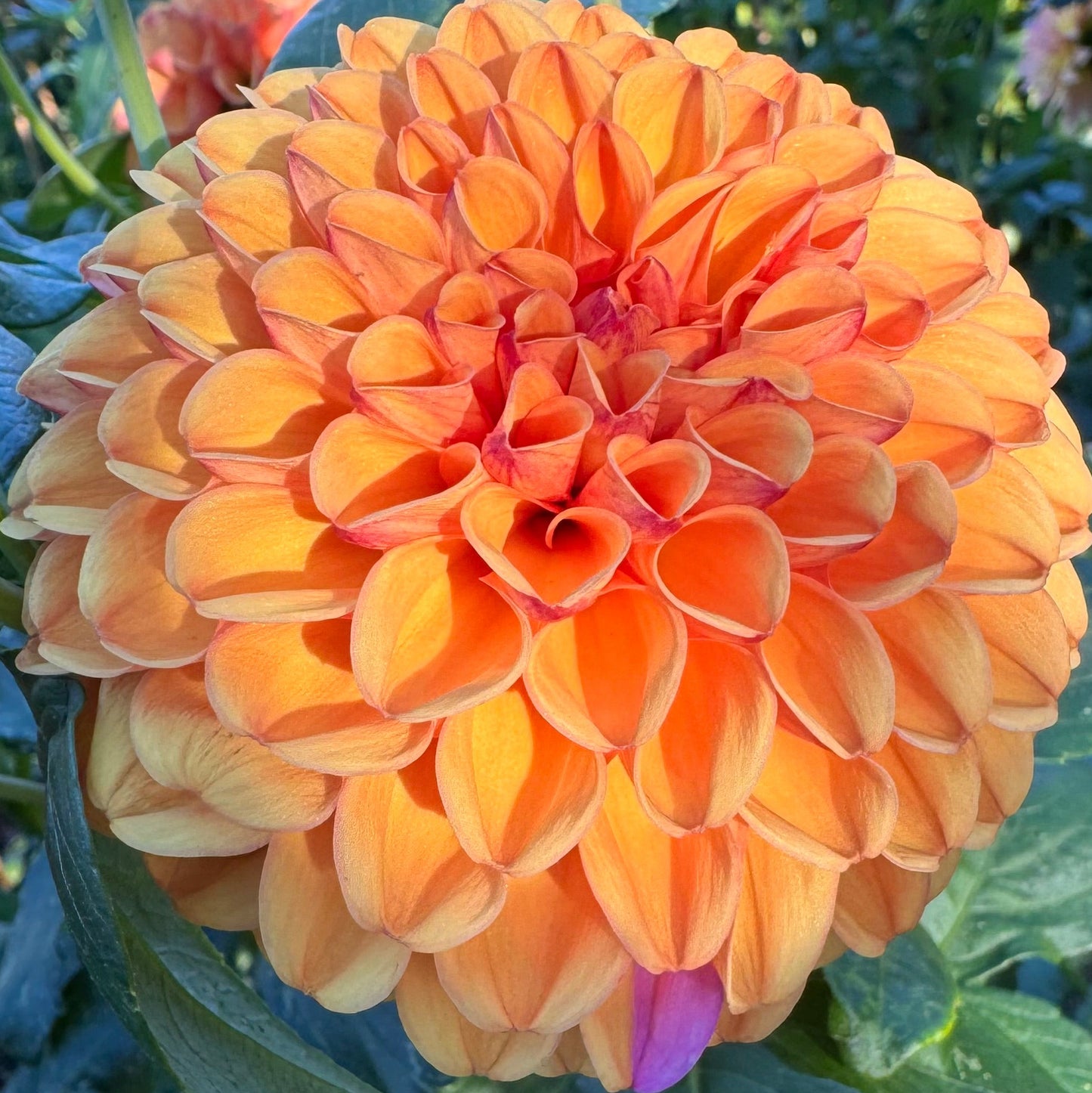 Valley Rust Bucket Dahlia