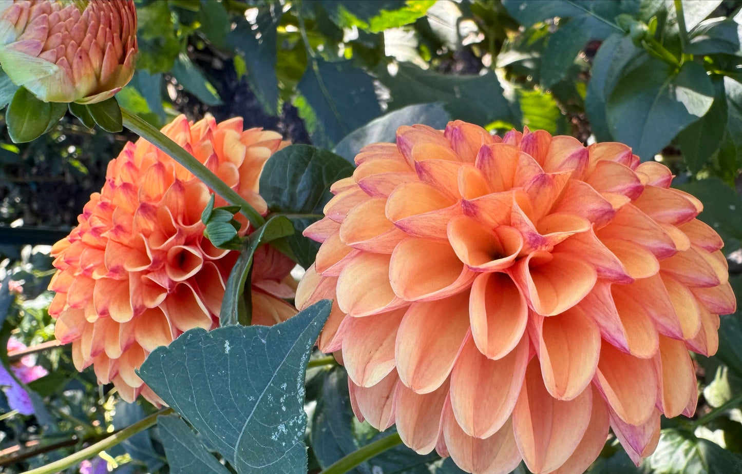 Valley Rust Bucket Dahlia