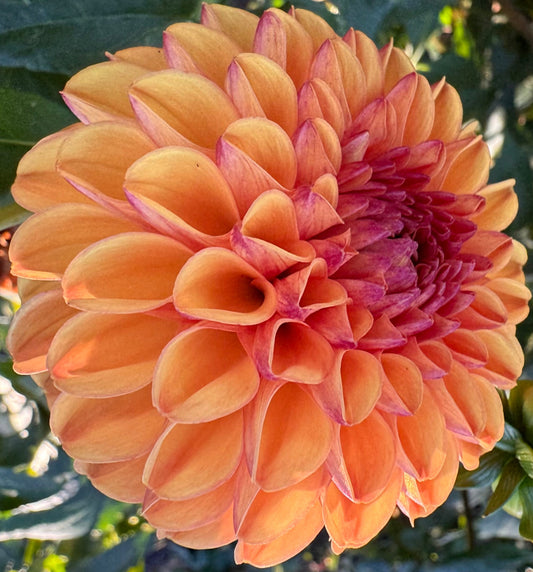 Valley Rust Bucket Dahlia