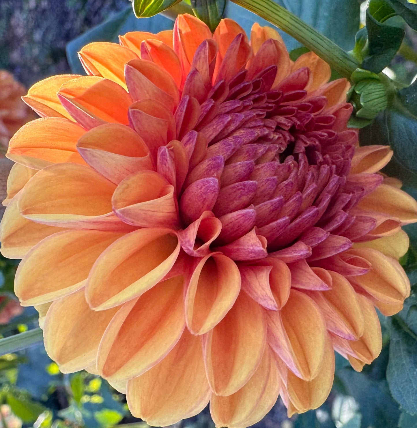 Valley Rust Bucket Dahlia