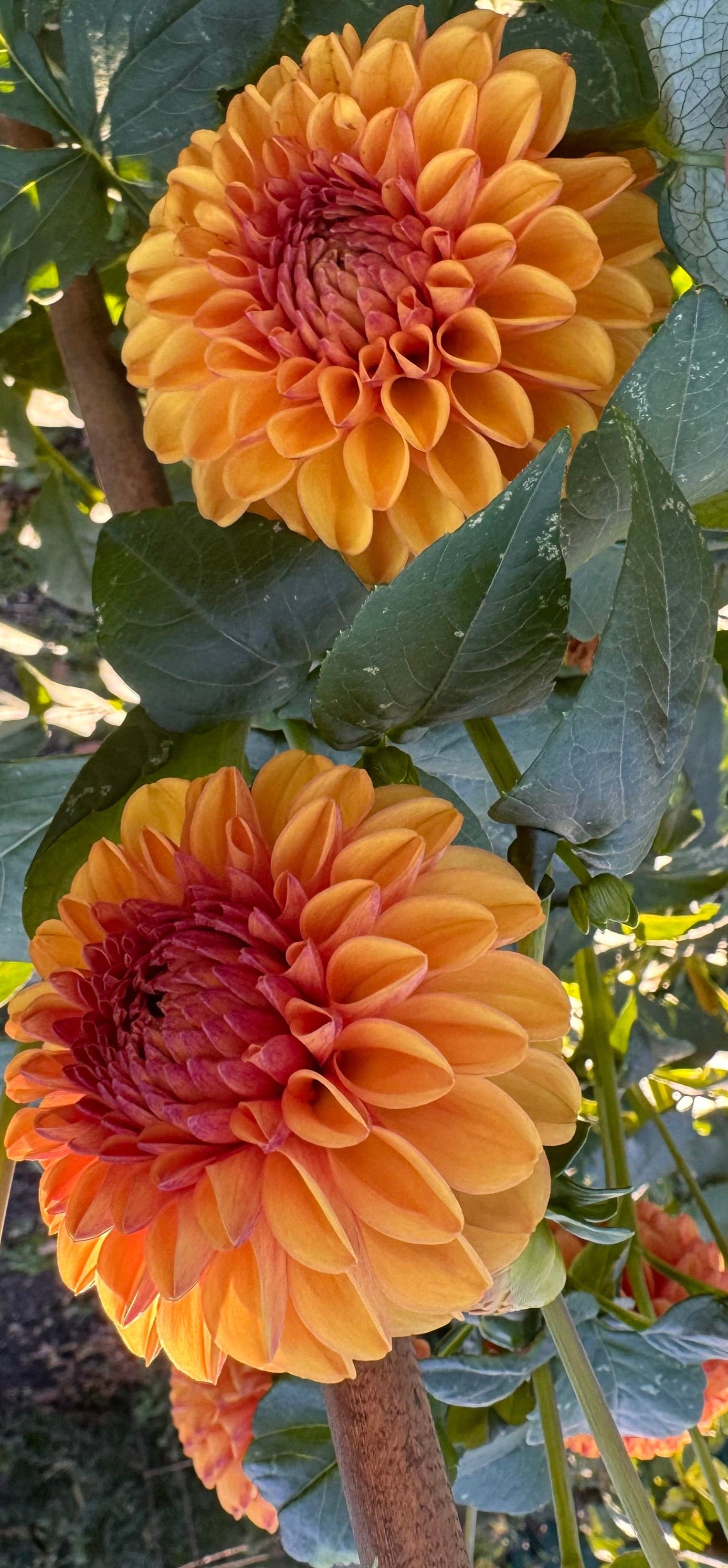 Valley Rust Bucket Dahlia – Draginas Flowers LLC