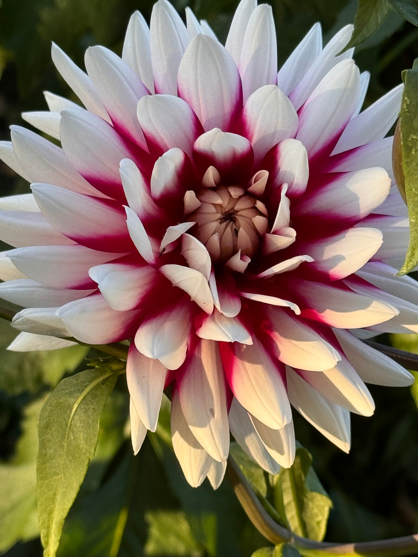 Rebeca's World Dahlia