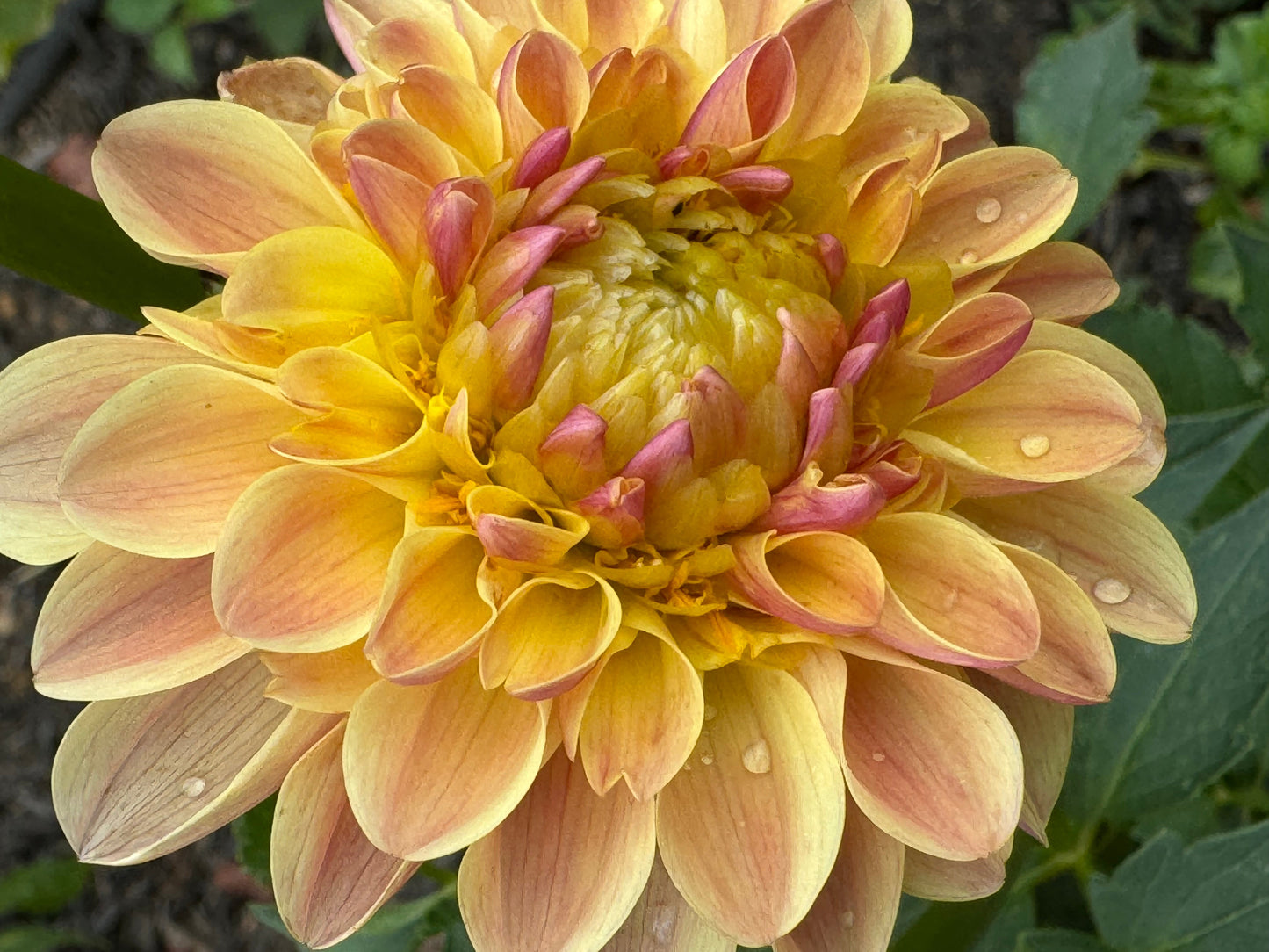 Bloomquist Honeycomb Dahlia