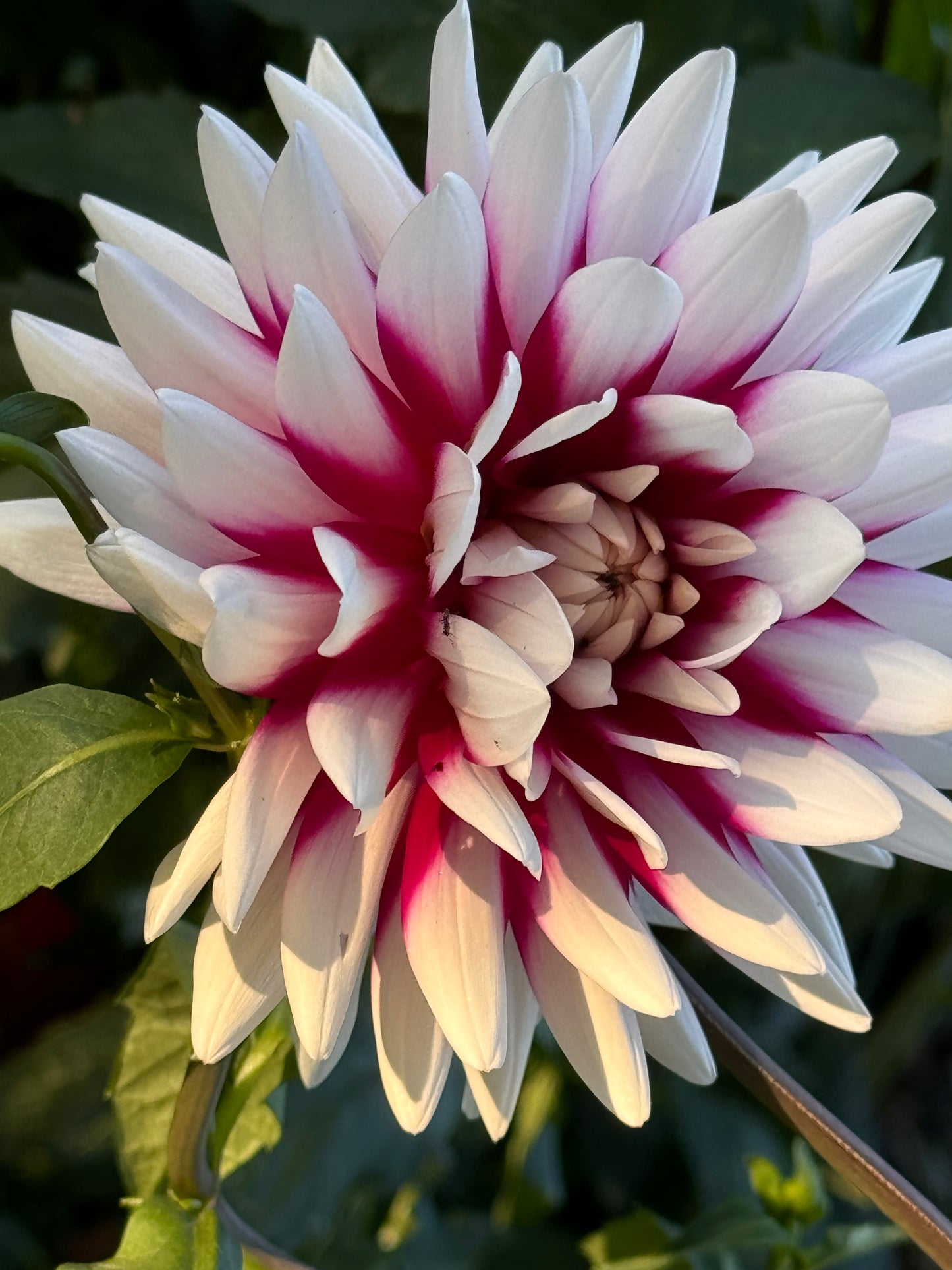 Rebeca's World Dahlia