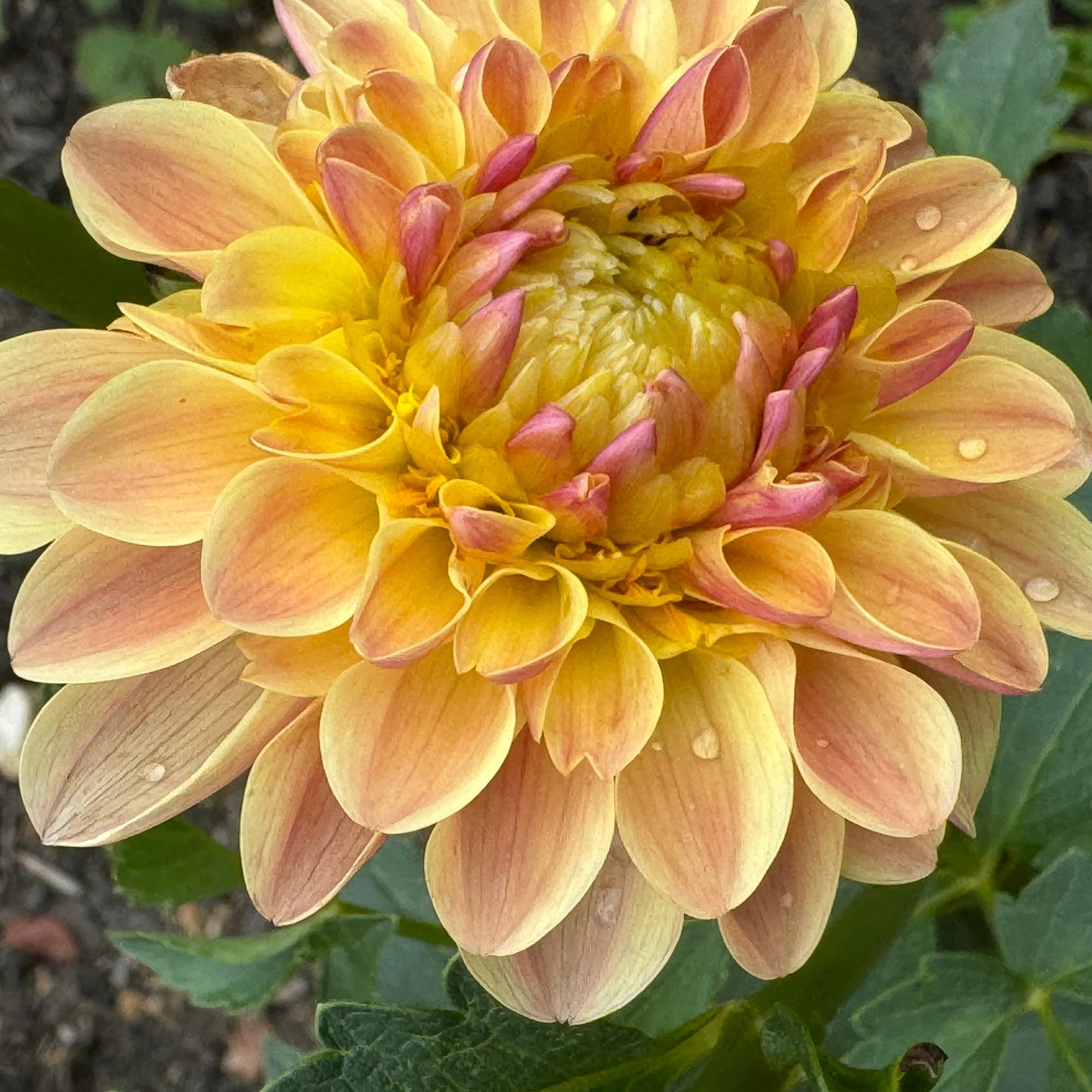 Bloomquist Honeycomb Dahlia