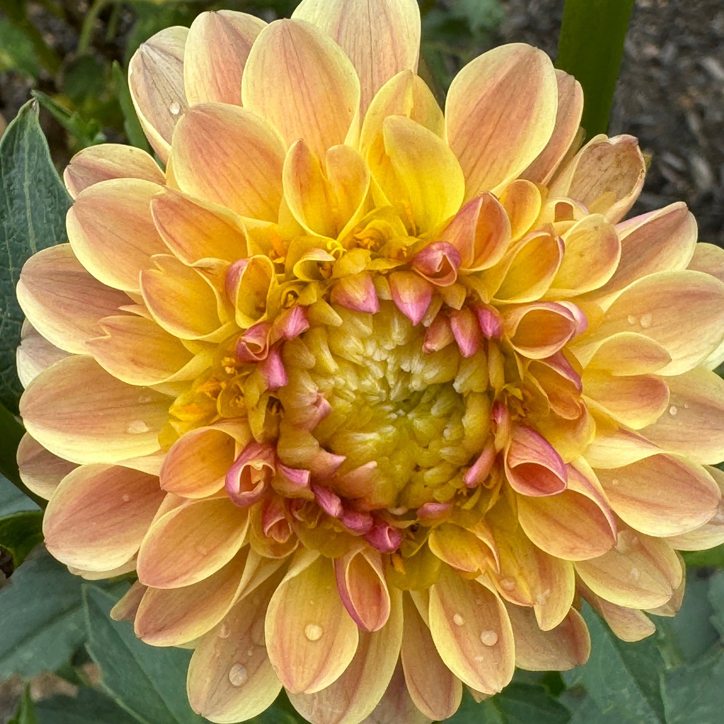 Bloomquist Honeycomb Dahlia