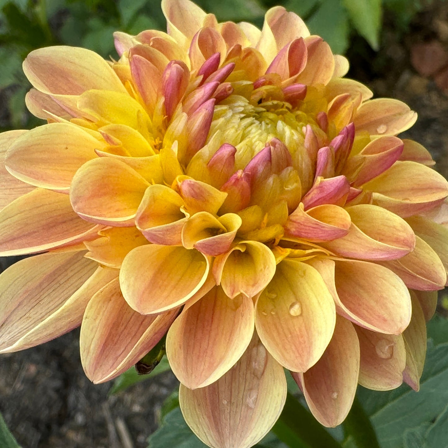 Bloomquist Honeycomb Dahlia