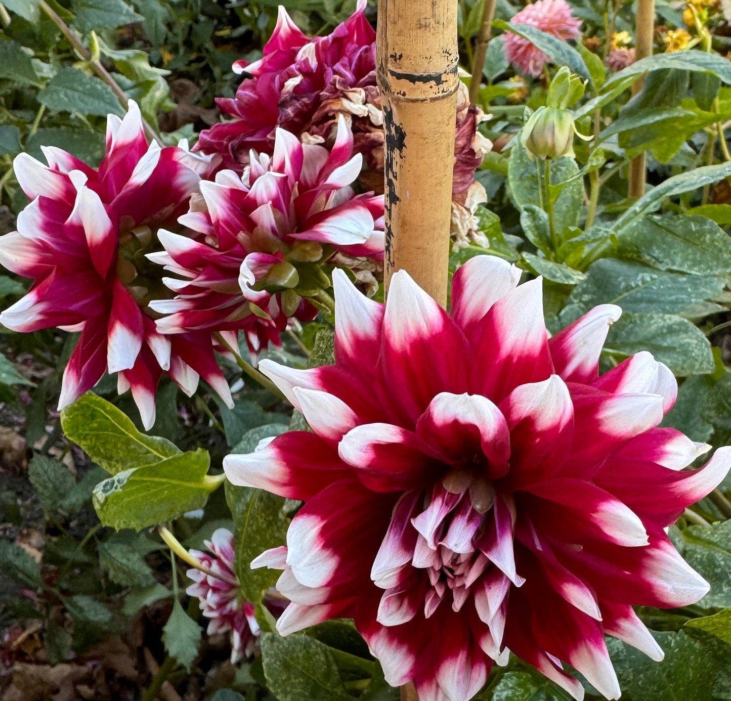 Mystery Day Dahlia