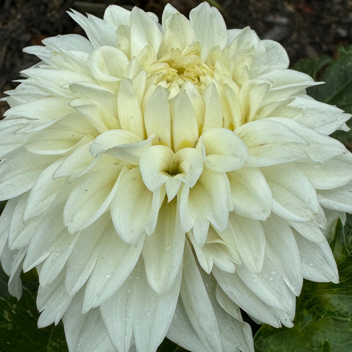 Norma M Dahlia