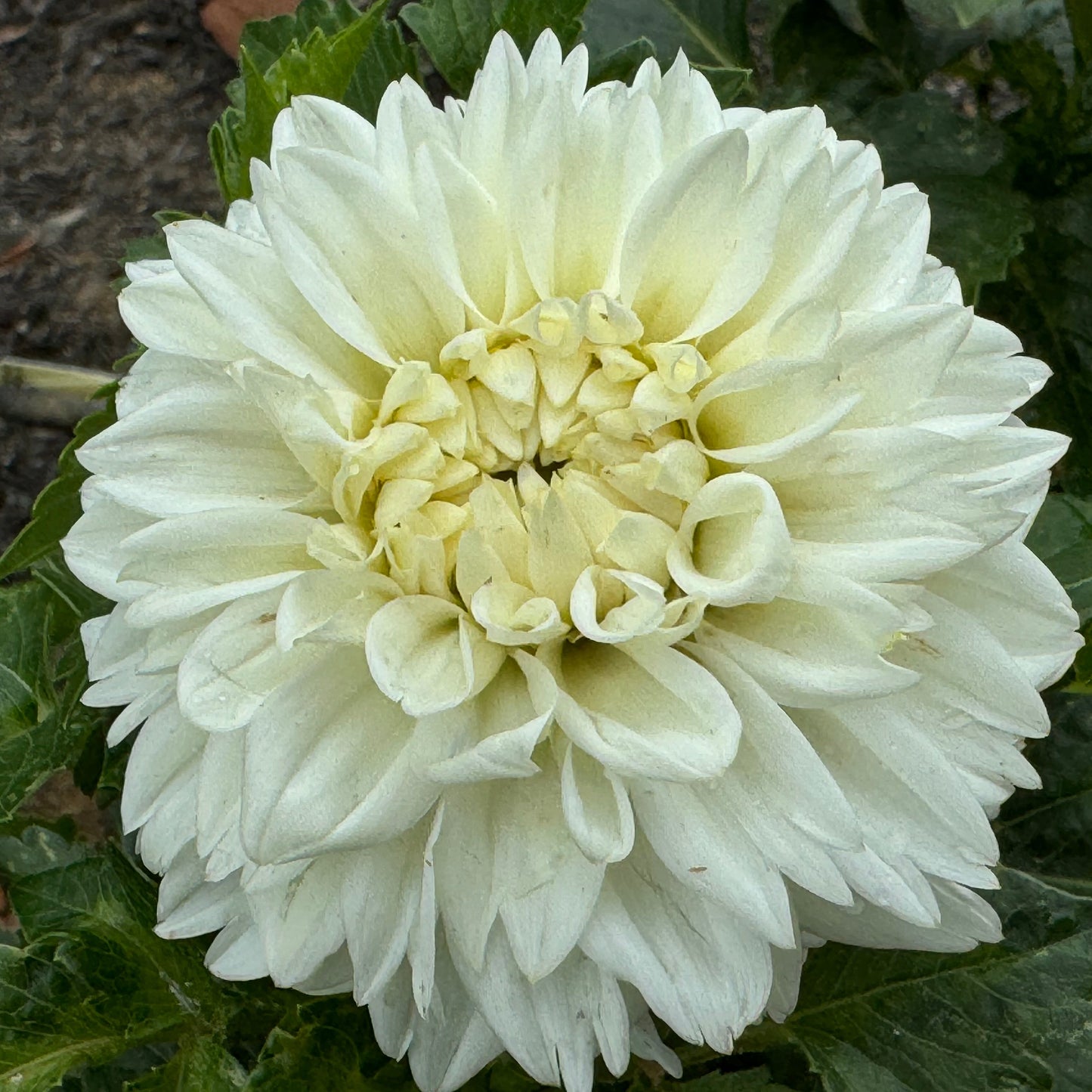 Norma M Dahlia