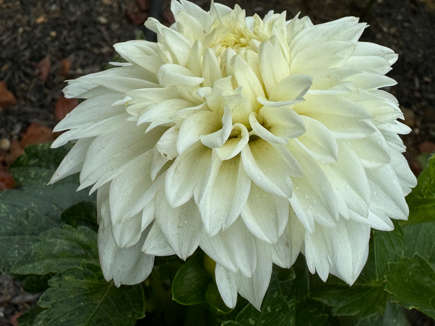 Norma M Dahlia