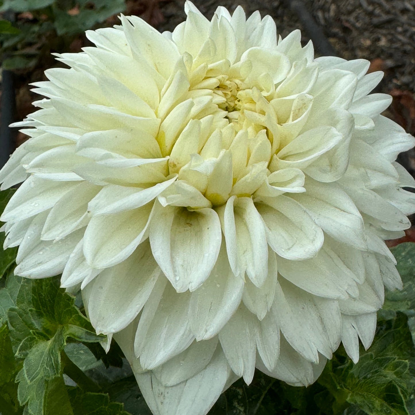 Norma M Dahlia