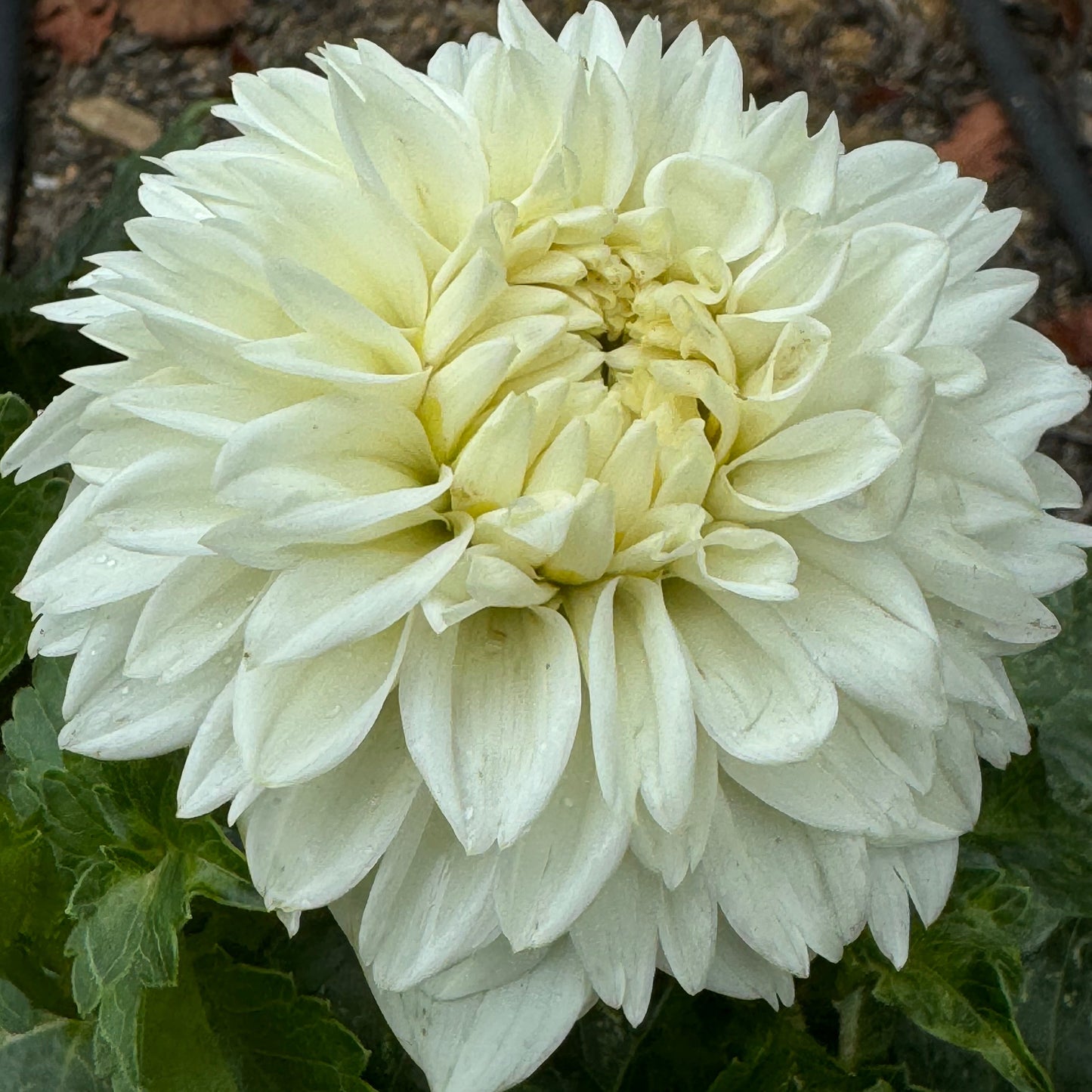 Norma M Dahlia