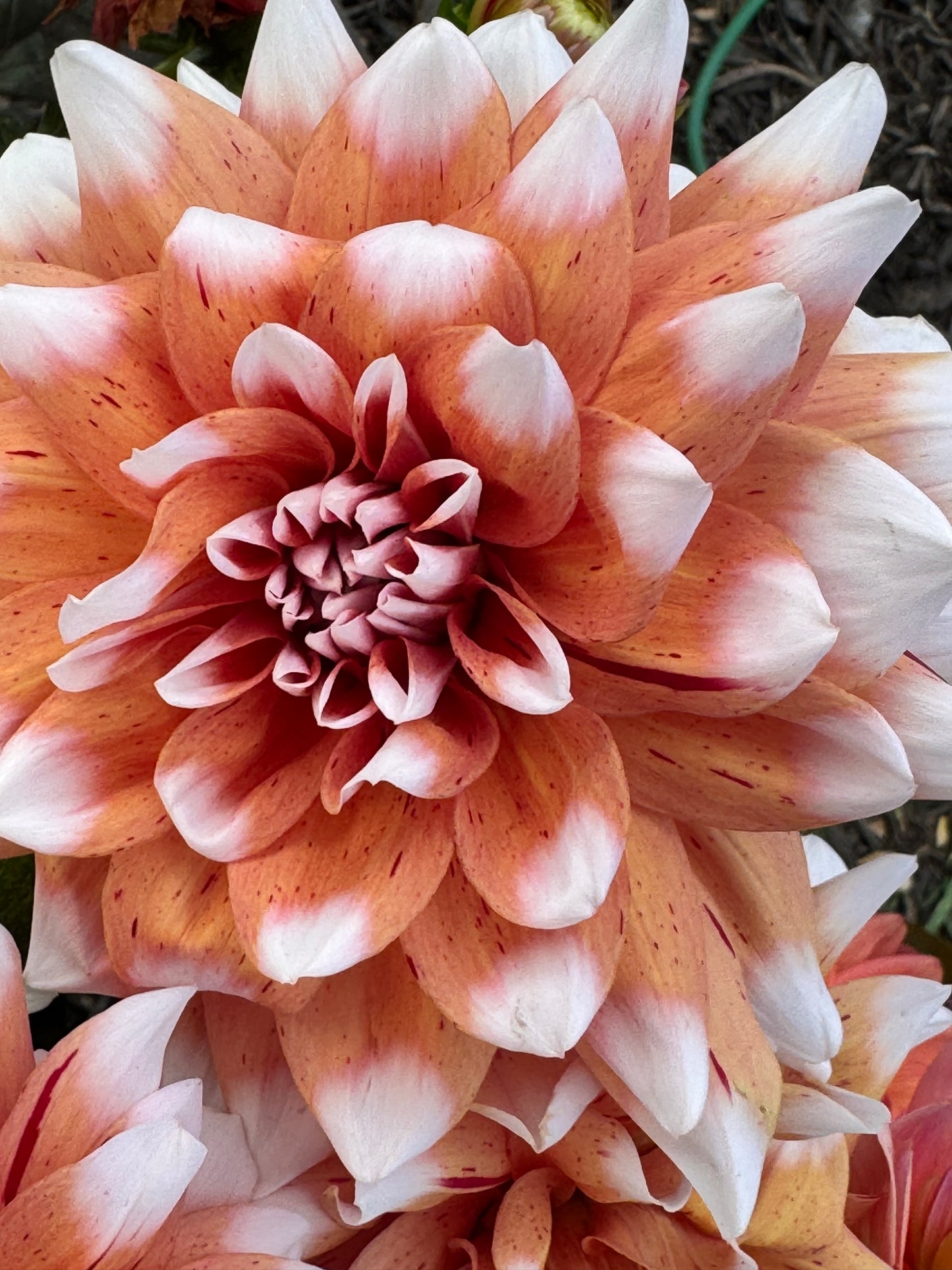 Spicy Candy  Dahlia