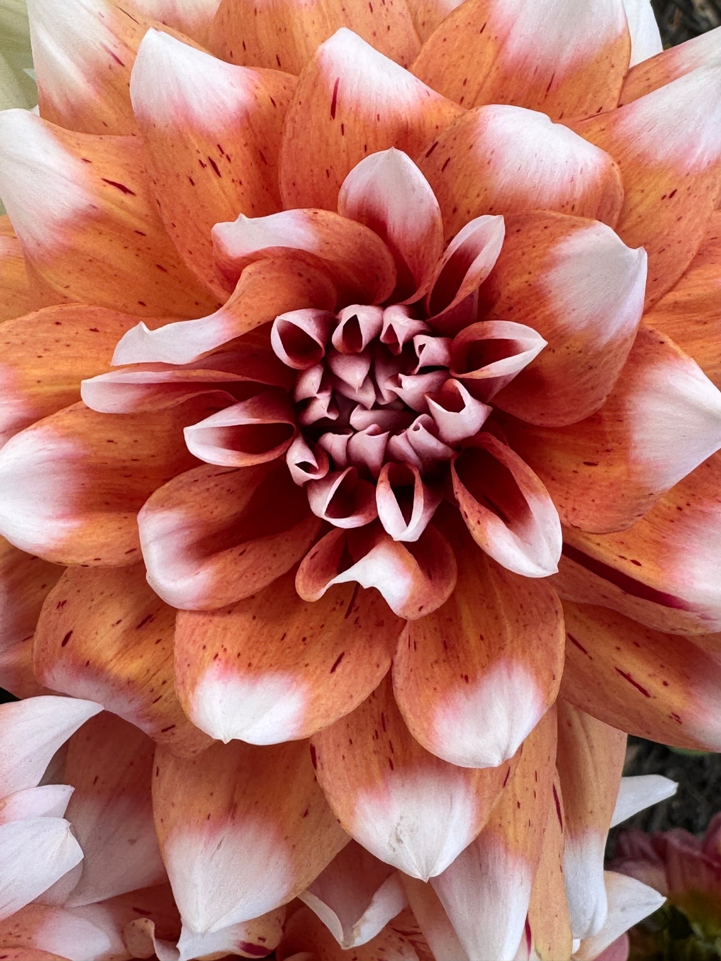 Spicy Candy  Dahlia
