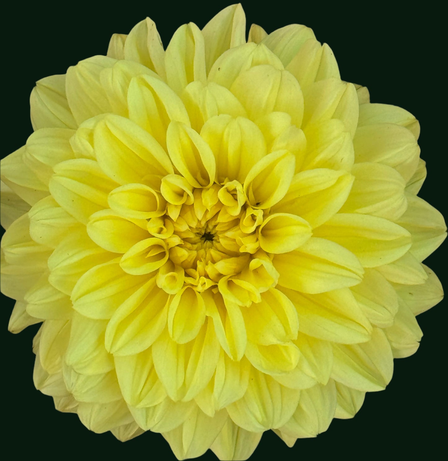 Darling Yellow Dahlia