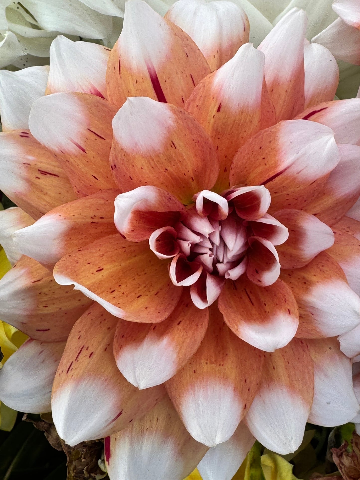 Spicy Candy  Dahlia