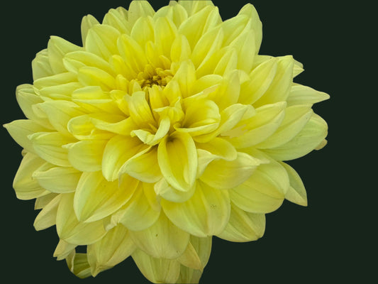 Darling Yellow Dahlia