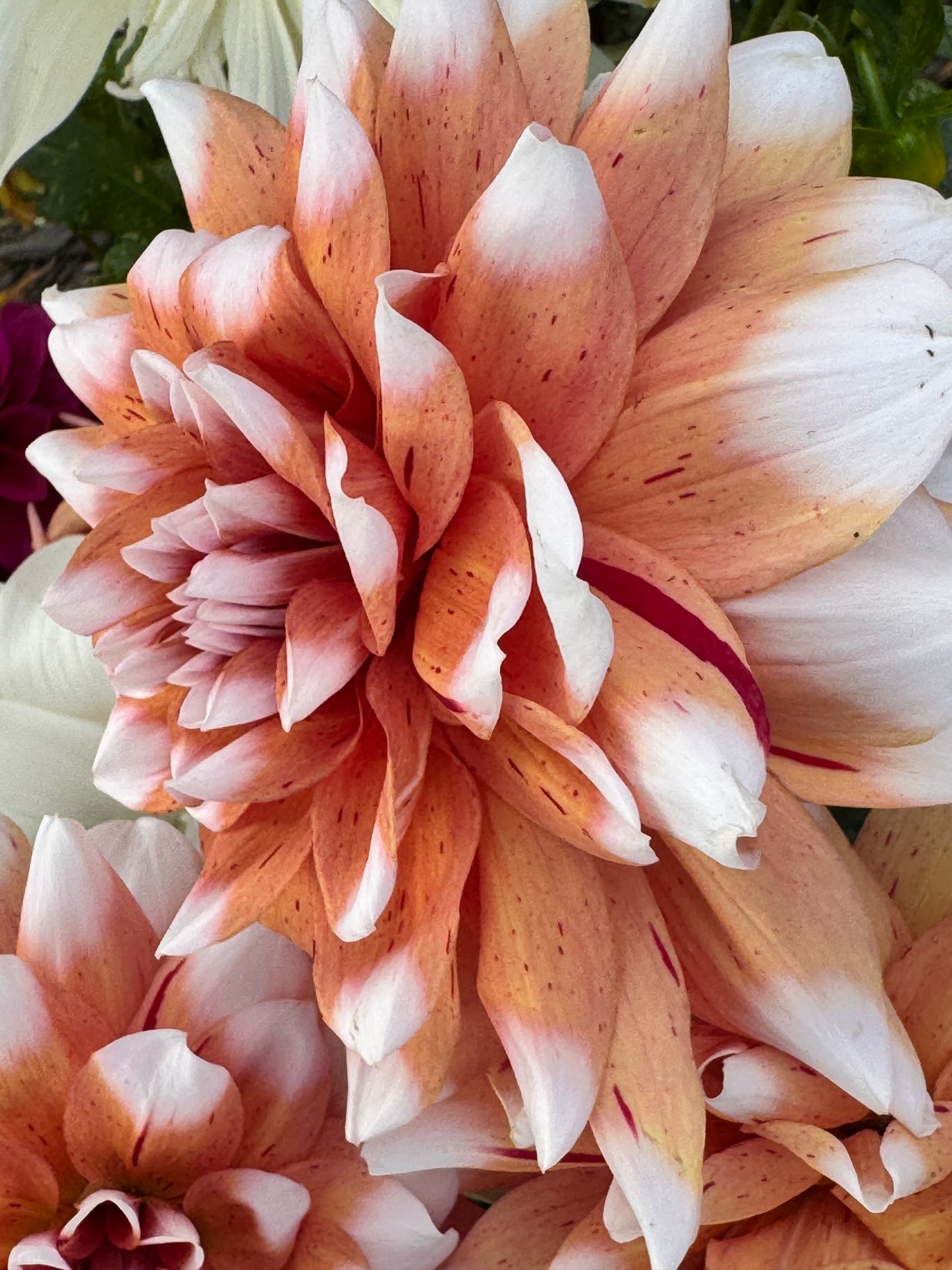 Spicy Candy  Dahlia
