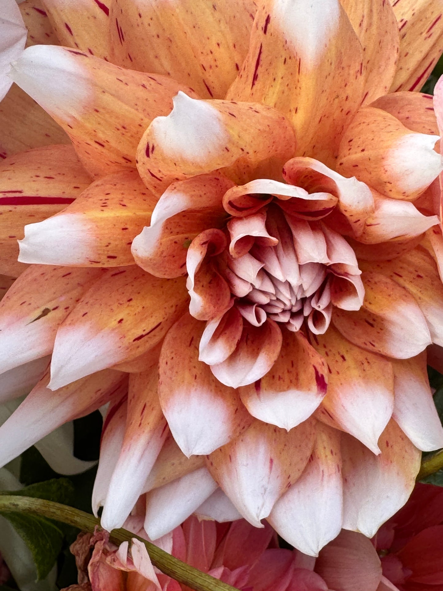 Spicy Candy  Dahlia