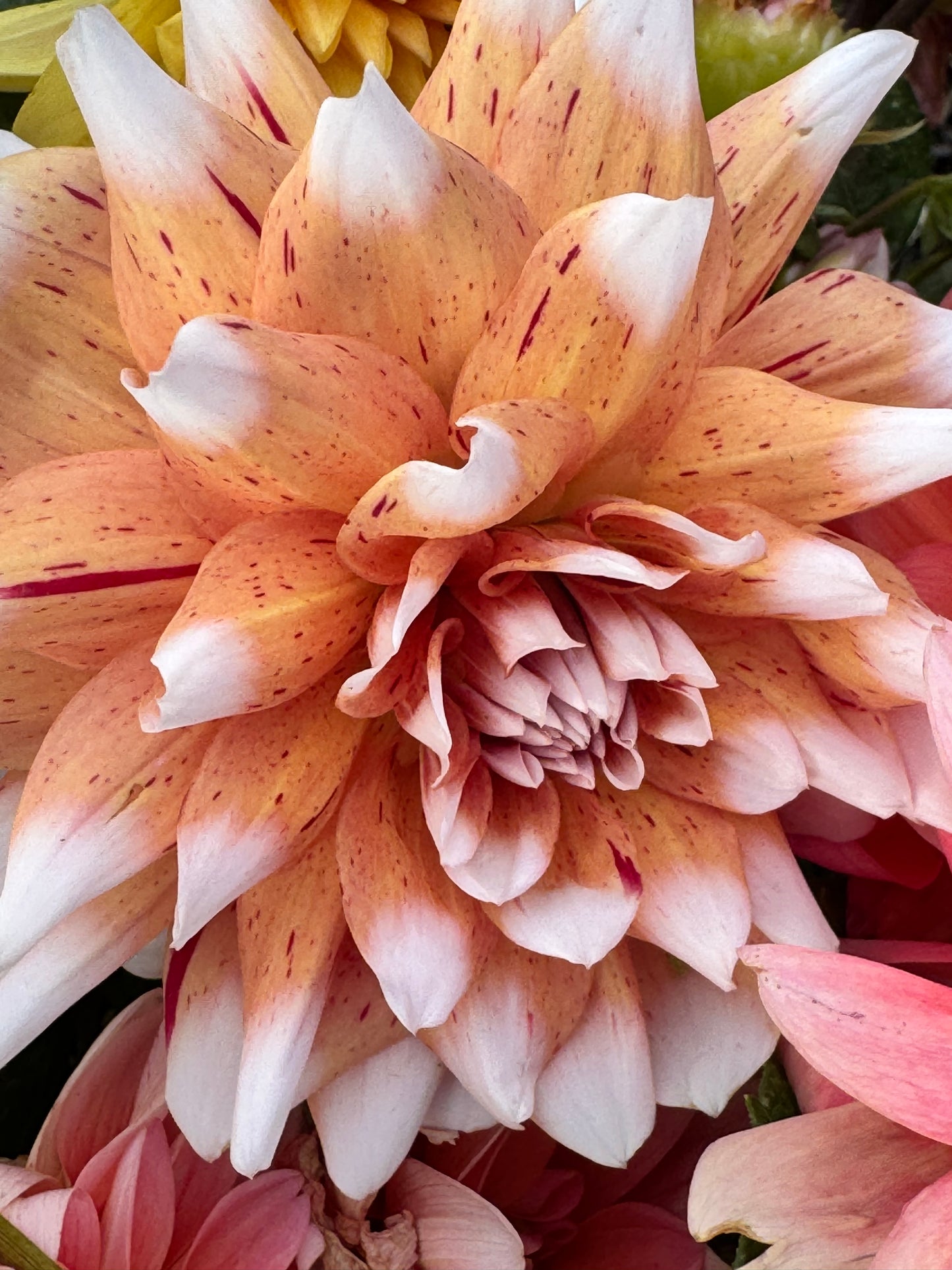 Spicy Candy  Dahlia