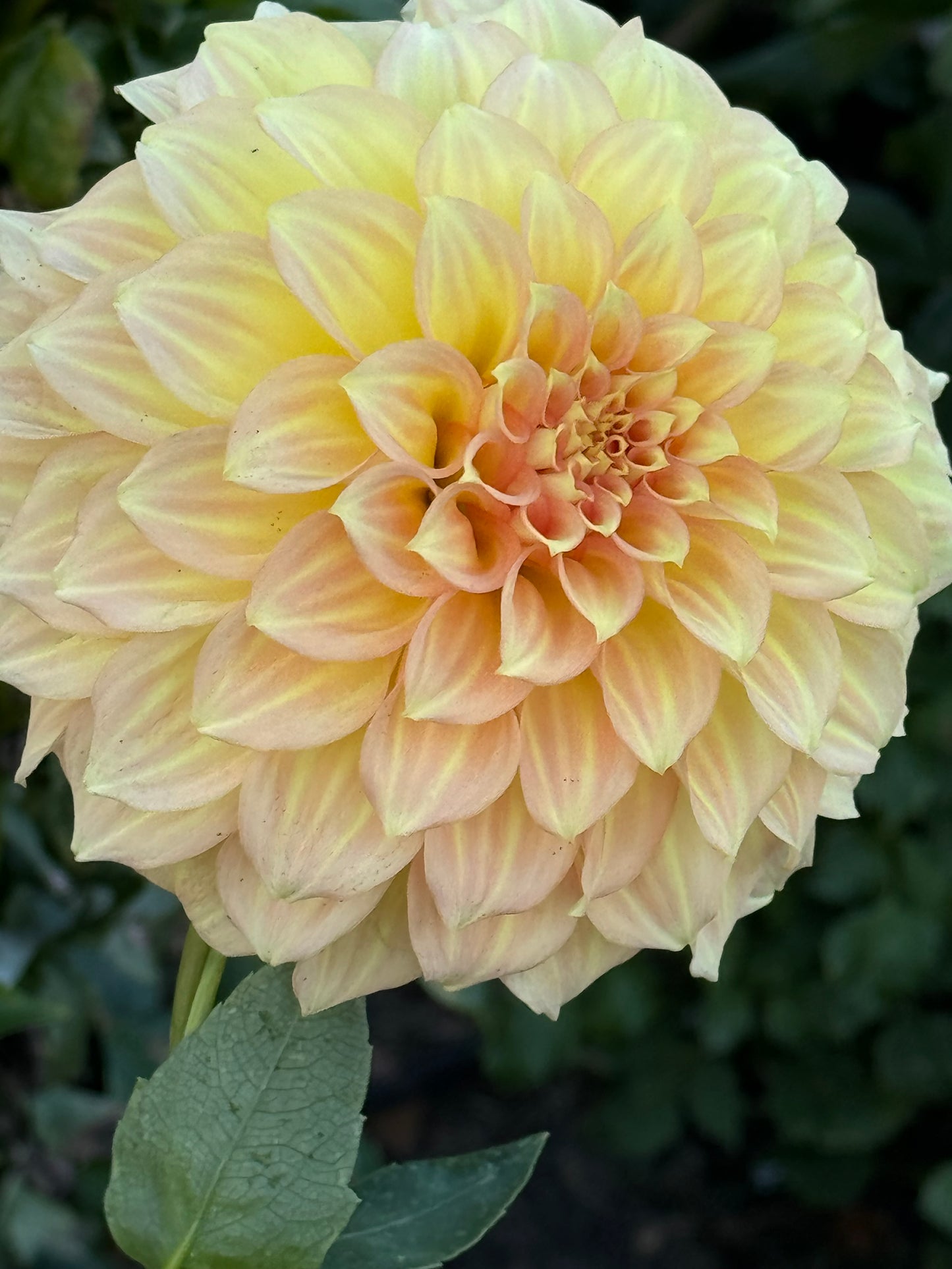 Jenna’s Love Dahlia